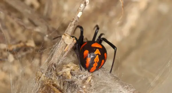 Totem d'araignée, rêves et messages d'araignée