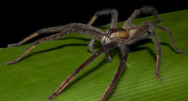 Signification de l’araignée