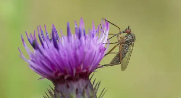 Myg, insekter, insekter, dyrebeskeder og totems