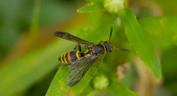 Vosí symbolika a zprávy