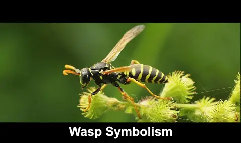 Přehrávač YouTube