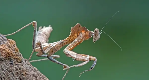 Symbolisme de la mante religieuse