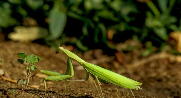 Rêves et messages de la mante religieuse