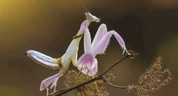 Signification de la mante religieuse
