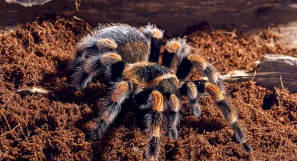 タランチュラの象徴性