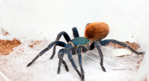 タランチュラトーテム、ドリーム