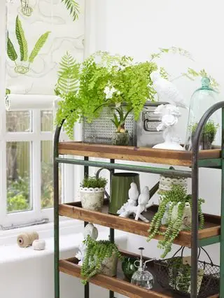 Plantas de interior en estantes