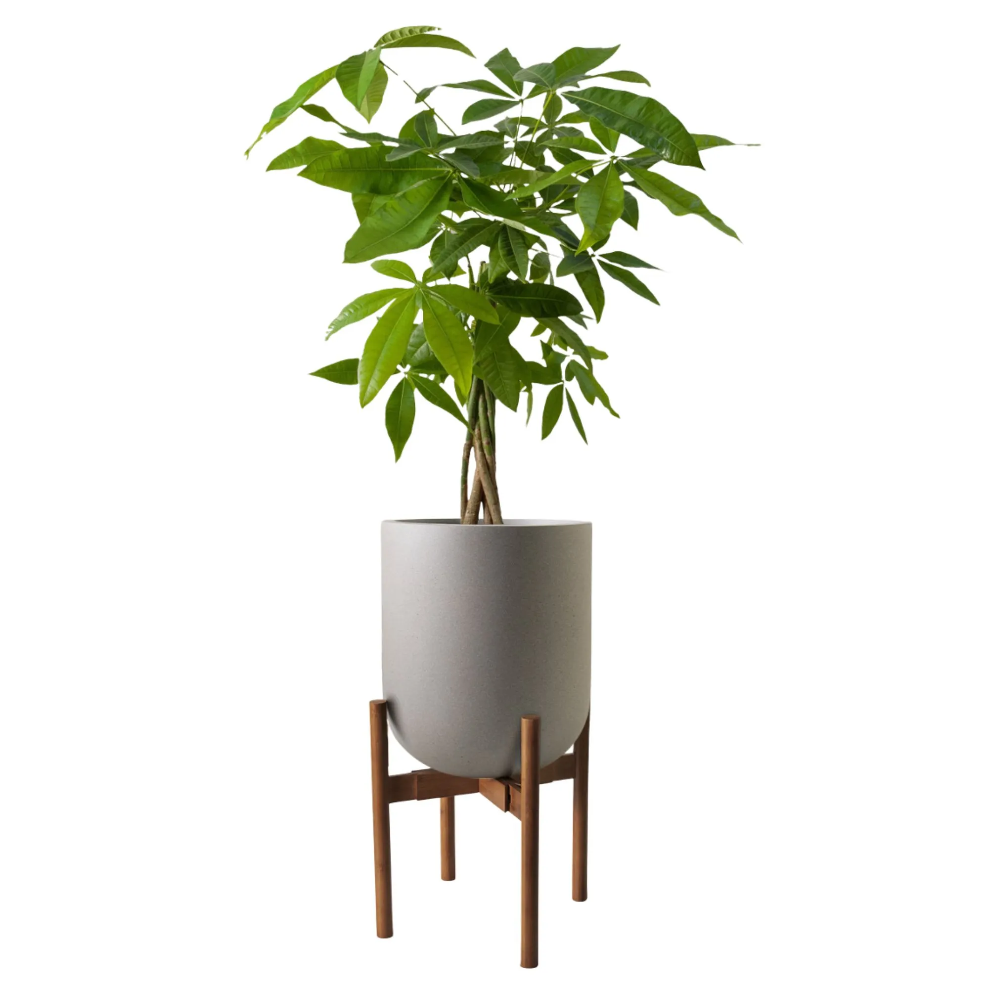 ポットの中の金のなる木' loading='lazy' title=