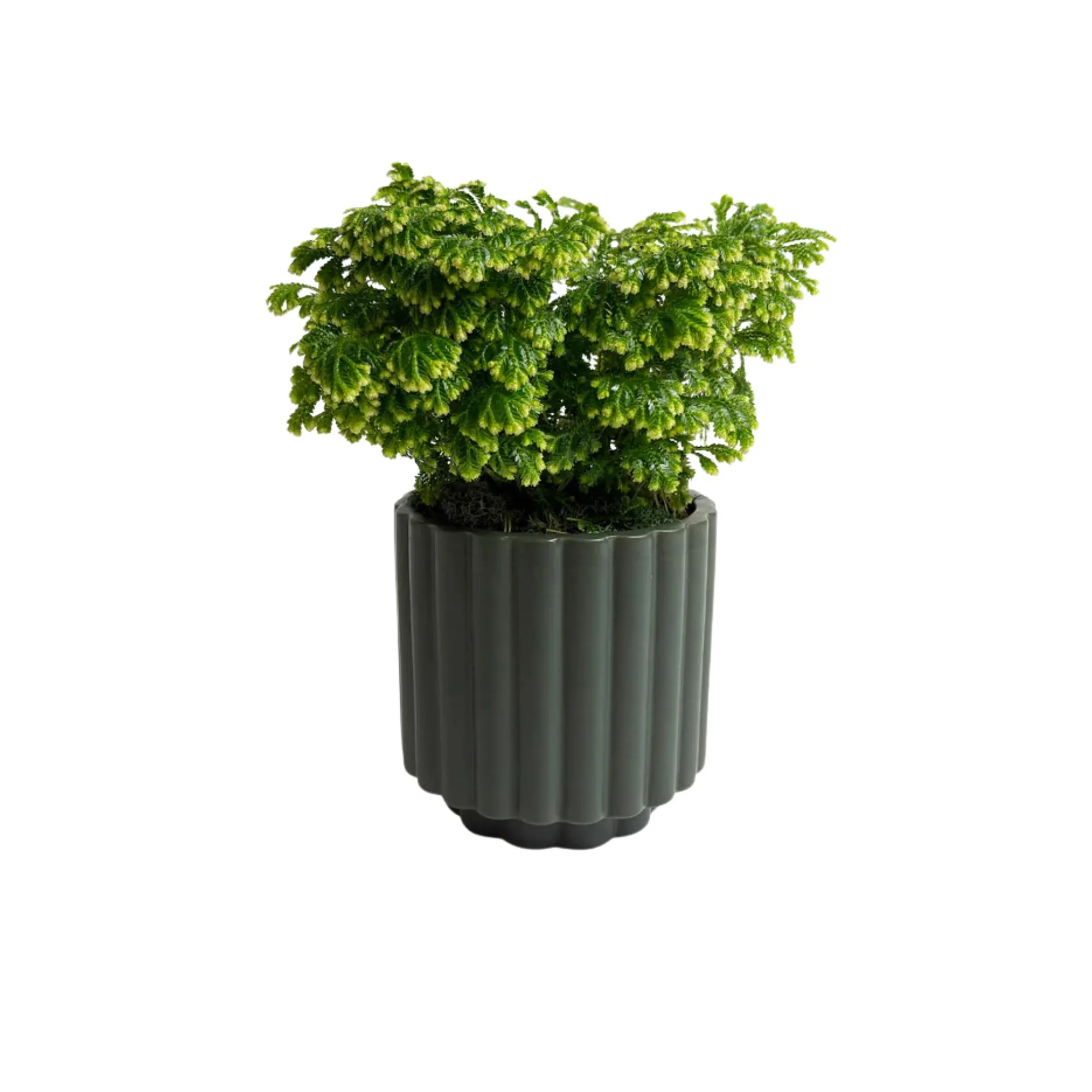 小さな植物' loading='lazy' title=