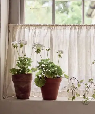 Ventana de cabaña con cortina de café de lino blanco y margaritas en macetas de terracota