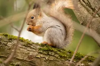 So werden Sie Eichhörnchen auf dem Dachboden los