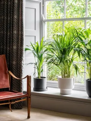 stueplanter i en stuevindueskarm fra leafenvy.co.uk