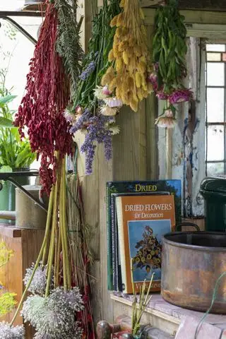 Tørkede blomster hengende i et potteskur