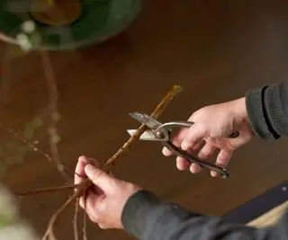 Alguien cortando una rama para un arreglo floral de Ikeaba.
