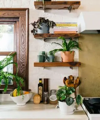 piante da cucina sugli scaffali di una cucina