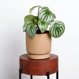 greendigs vannmelon stueplante