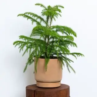 greendigs norfolk furu stueplante