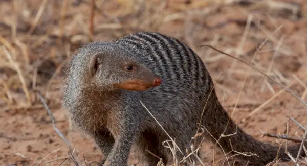 Symbolisme, rêves et messages de la mangouste à bandes