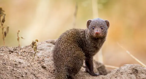 Totem mangouste nain, rêves et messages