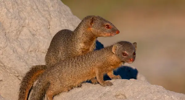 Symbolisme de la mangouste élancée