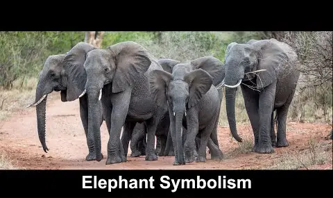 Elefantensymbolik