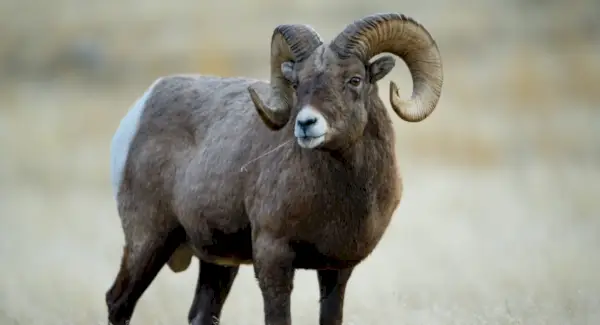 Symbolisme, rêves et messages du mouflon d'Amérique