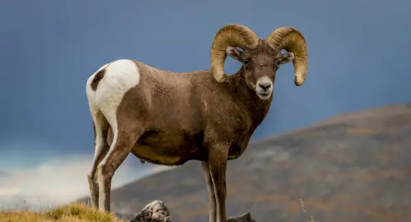 Totem de mouflon d'Amérique, rêves et messages