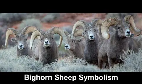 Symbolisme du mouflon d’Amérique