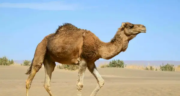 Chameau, Mammifères, Messages et totems d'animaux, Symbolisme du chameau, Signification du chameau, Totem du chameau, Animal spirituel du chameau, Rêve de chameau