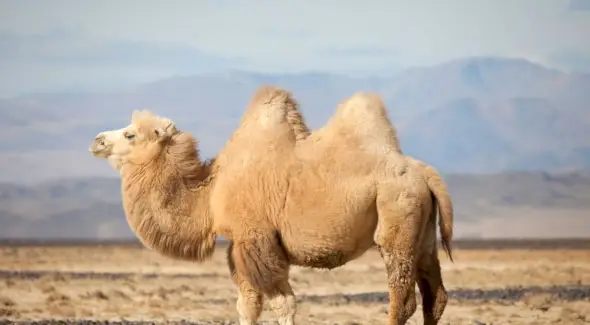 Chameau, Mammifères, Messages et totems d'animaux, Symbolisme du chameau, Signification du chameau, Totem du chameau, Animal spirituel du chameau, Rêve de chameau