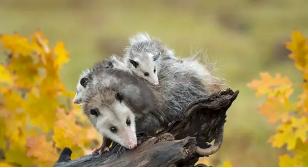 Význam vačice, symbolismus