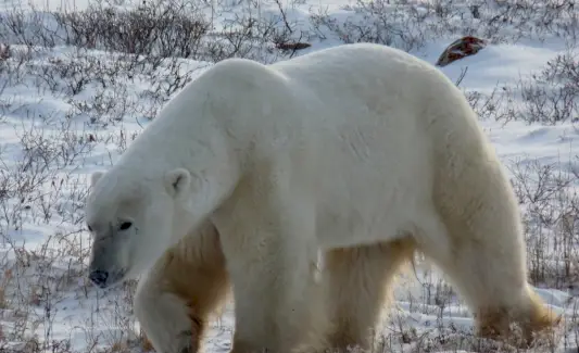 Bolsa Urso Polar, Sonho, Significado e Mensagens