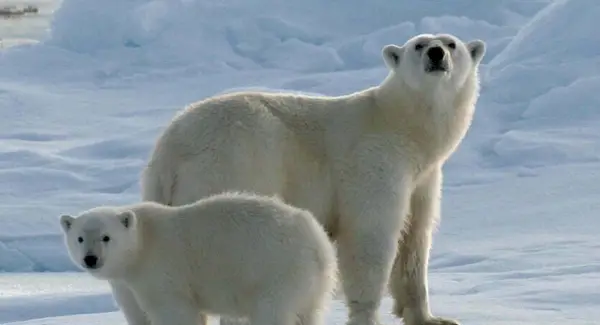 Simbolismo do Urso Polar