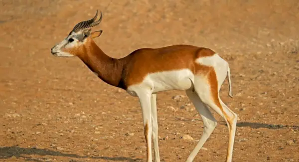 Dama Gazelle Symbolisme, Totem, Rêves et Messages