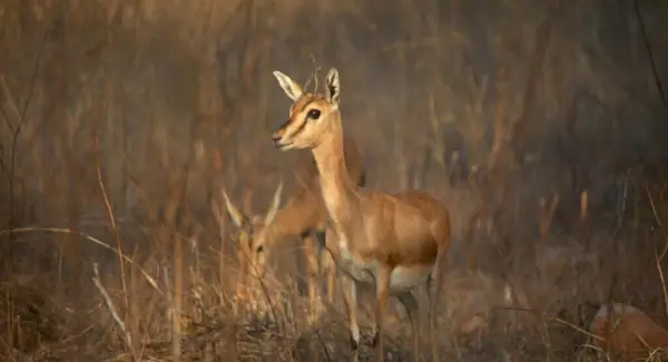 Symbolisme des gazelles