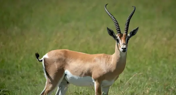 Octroie le Totem Gazelle, les Rêves et les Messages