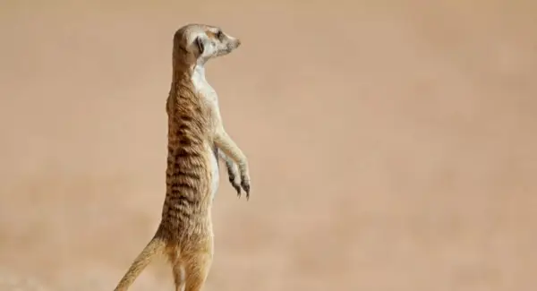 Simbolismo, sonhos e mensagens do Meerkat