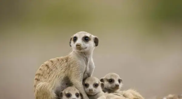 Totem Meerkat, sonhos e mensagens
