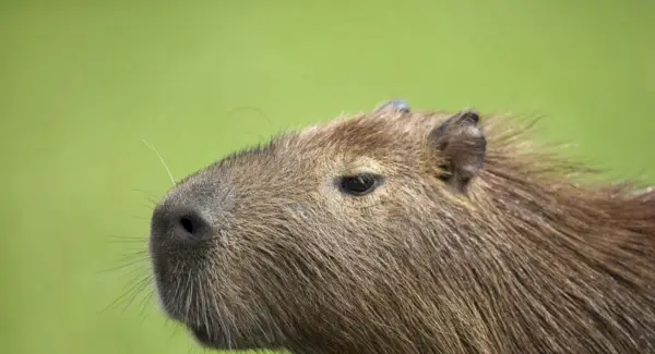 Simbolismo, sonhos e mensagens da capivara
