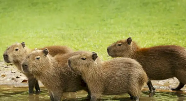 Totem Capivara, Sonhos e Mensagens
