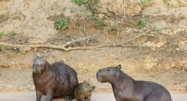 Simbolismo da Capivara