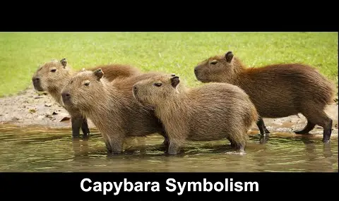 Capybara symbolikk