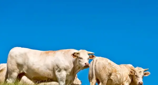 Totem de vaca, sonhos