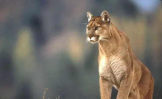 Puma, grandes felinos, simbolismo do puma, significado do puma, totem do puma, sonho do puma e mensagens