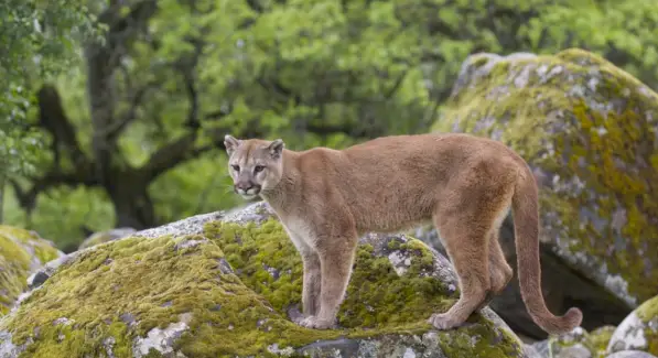 Puma, grandes felinos, simbolismo do puma, significado do puma, totem do puma, sonho do puma e mensagens