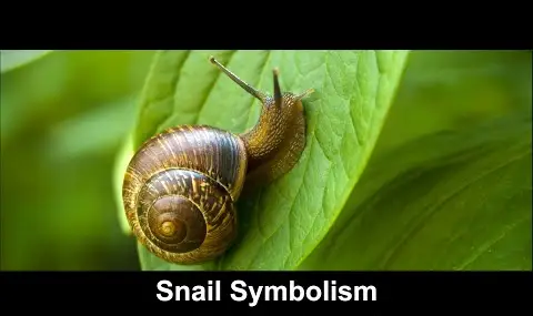 Symbolisme de l'escargot