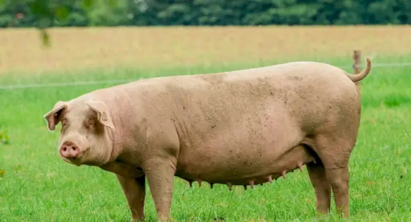 Totem de Porco, Sonhos e Mensagens
