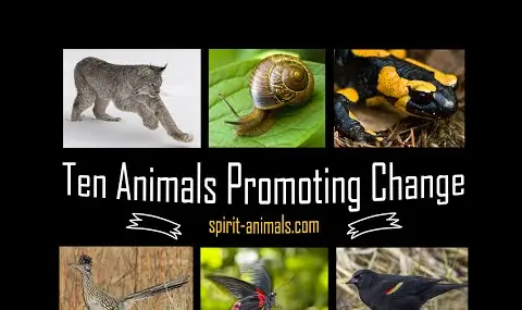 Přehrávač YouTube