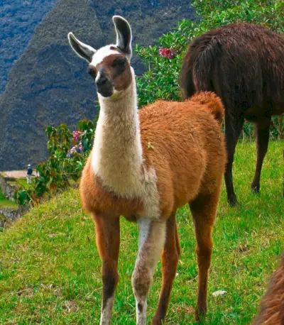 Symbolika lamy, význam lamy, totem lamy, sen lamy a poselství