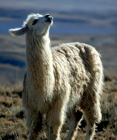Symbolika lamy, význam lamy, totem lamy, sen lamy a poselství